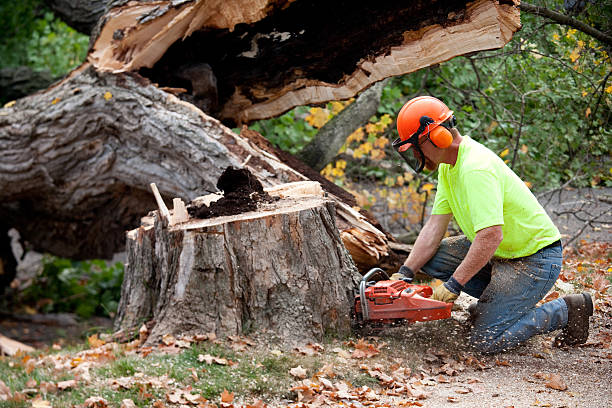 Best Tree Removal Cost  in Slayton, MN